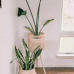 Indoor Plants for beginner