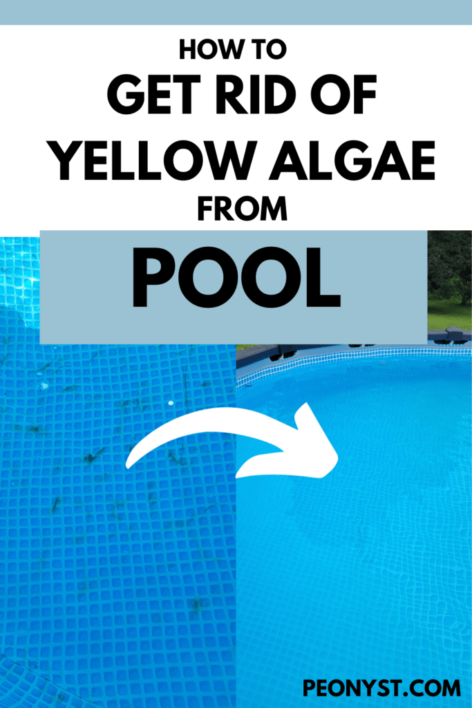 yellow algae in pool